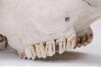 animal skull teeth 0013